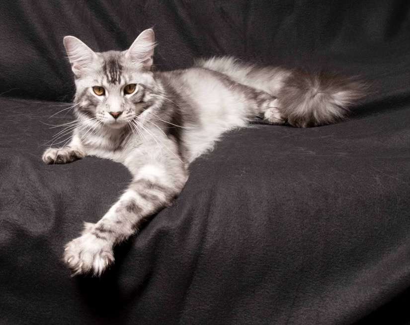 About Maine Coons