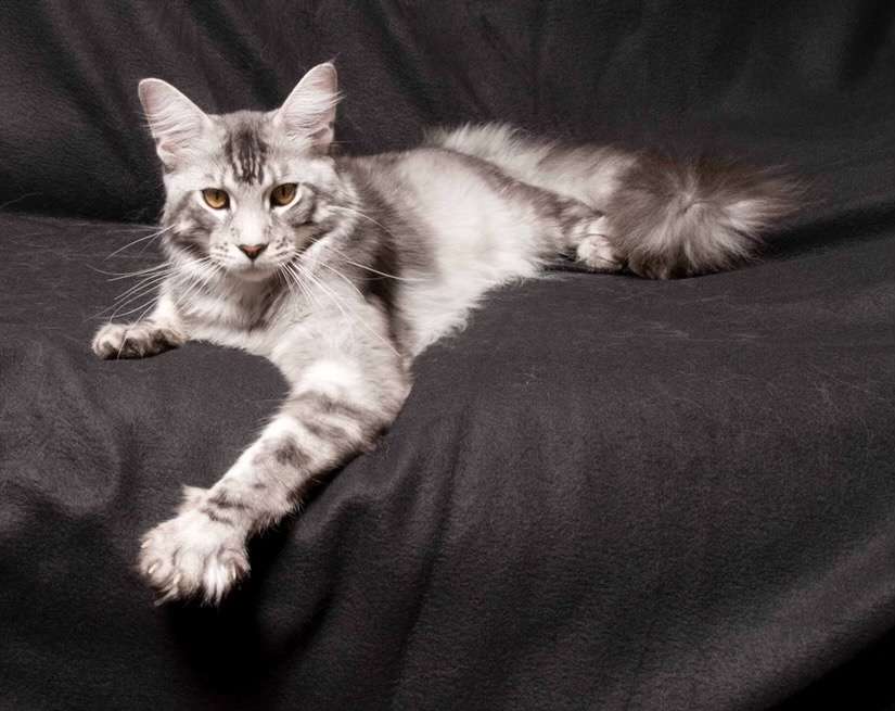 Exotic Felines for Sale