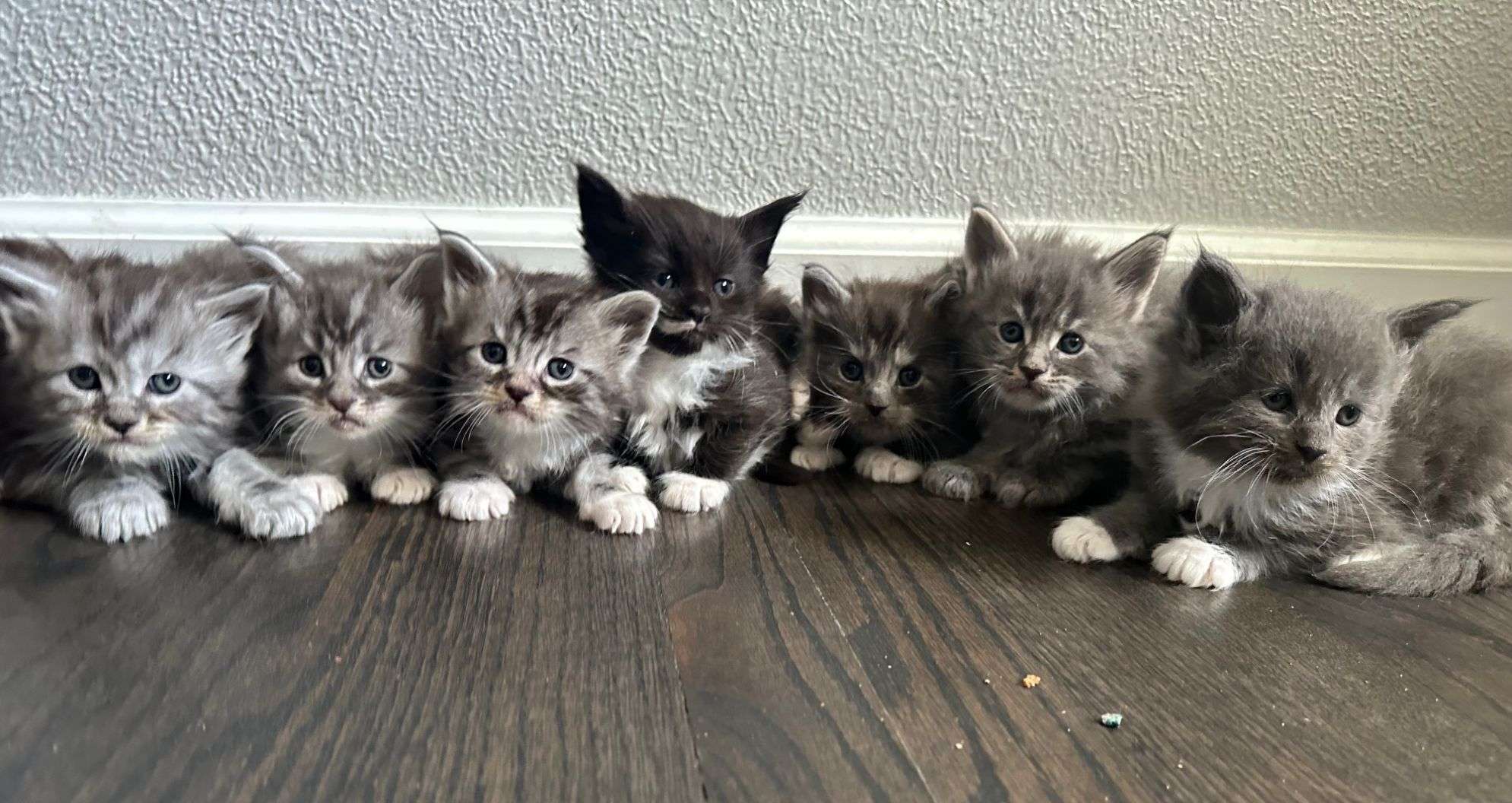 Available kittens!!