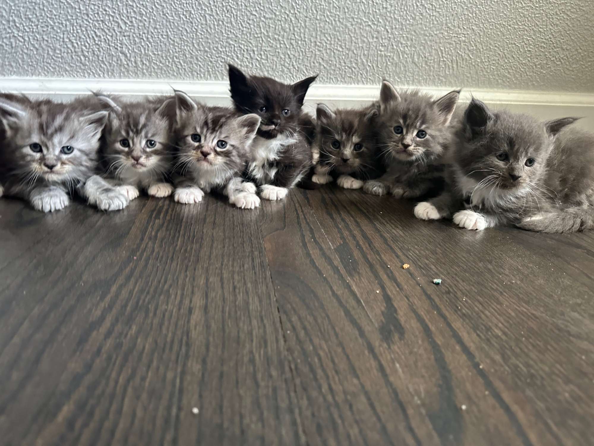 Kittens for Sale