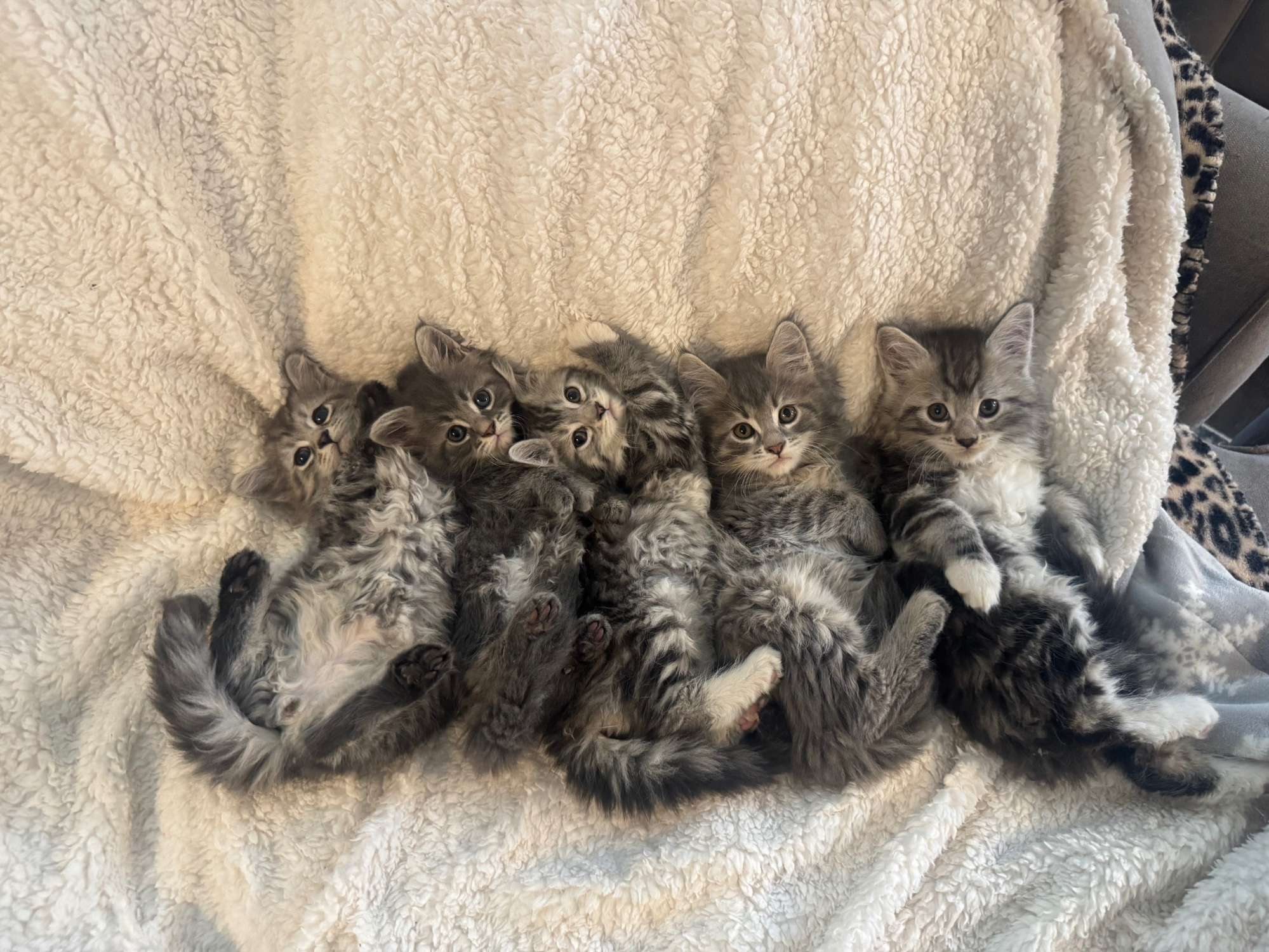 Available kittens!!