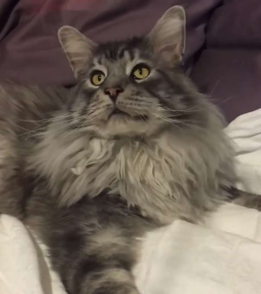 Maine Coon King 1