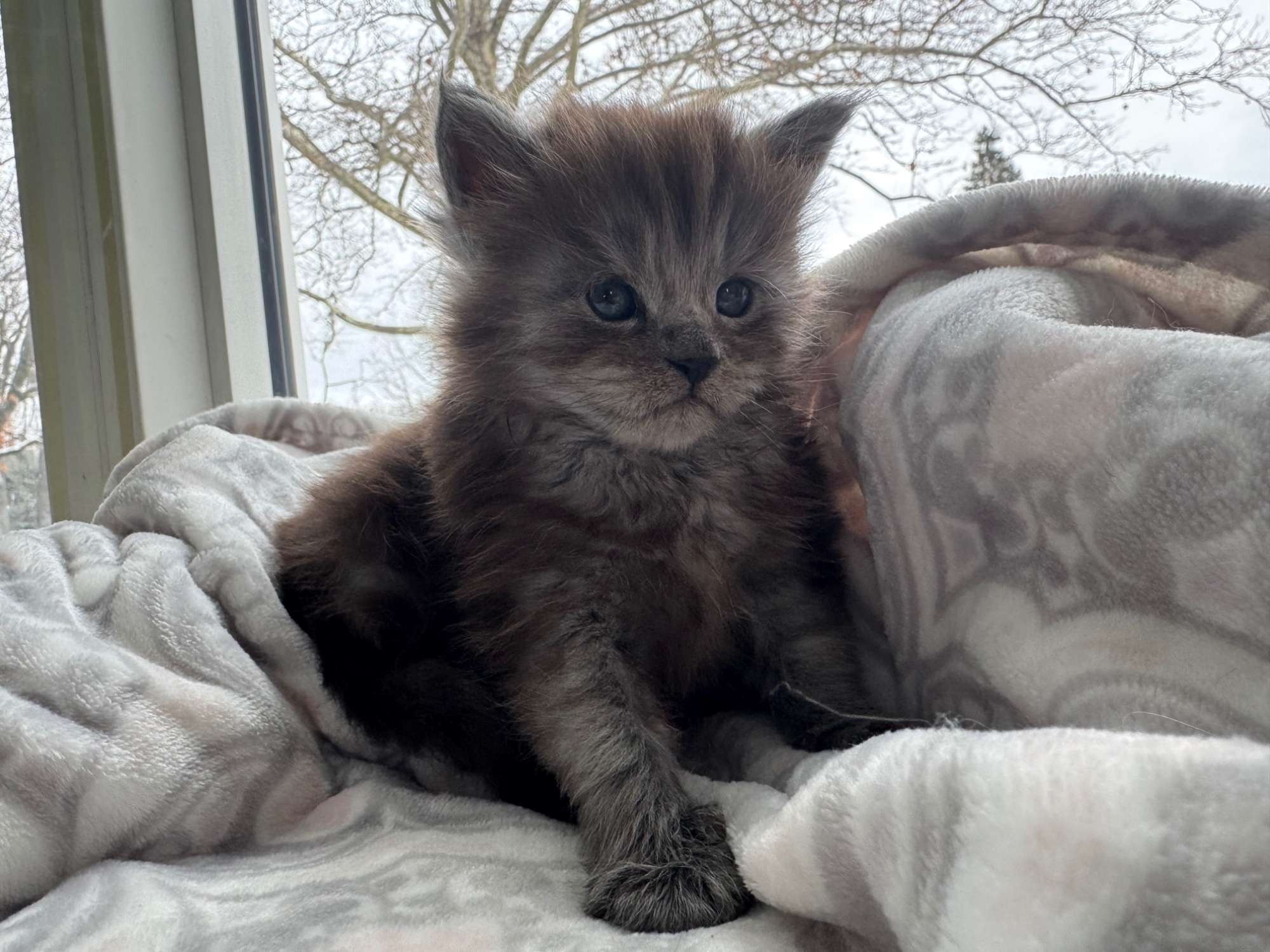 Past Kittens