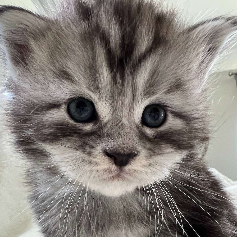 Click here for Silver babies :)