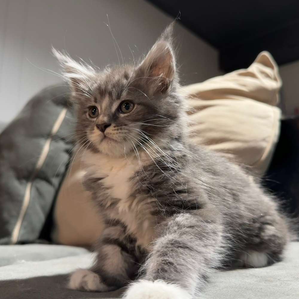 Click here for Blue Kittens :)